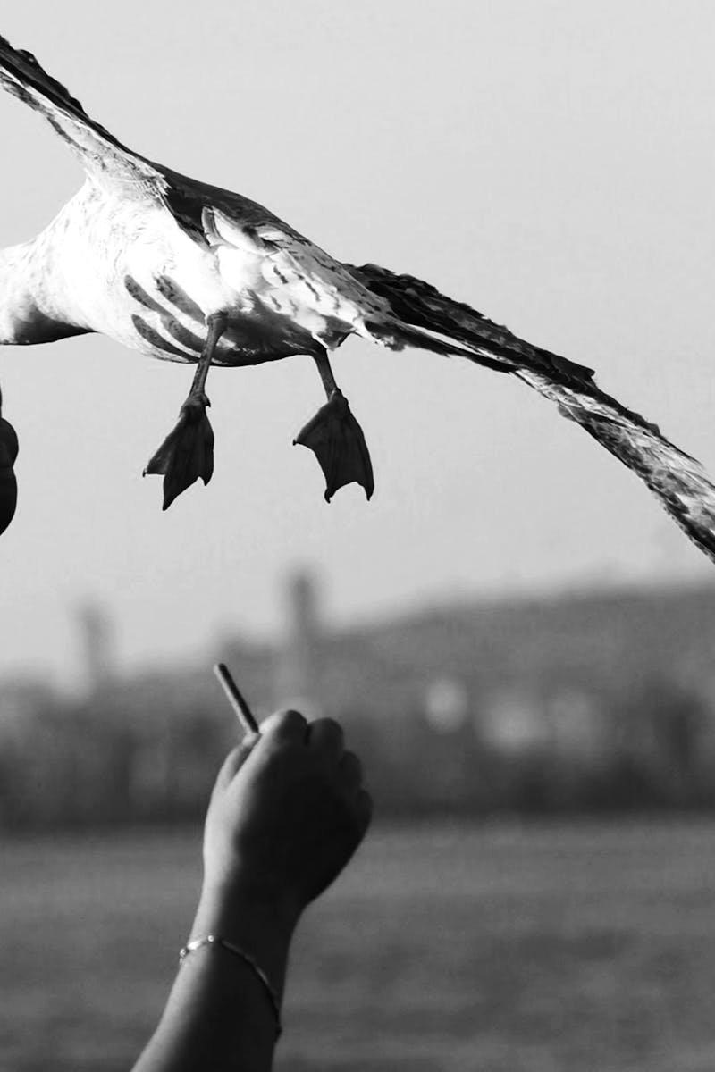 A captivating monochrome image of a seagull being fed by hands against a sea backdrop.